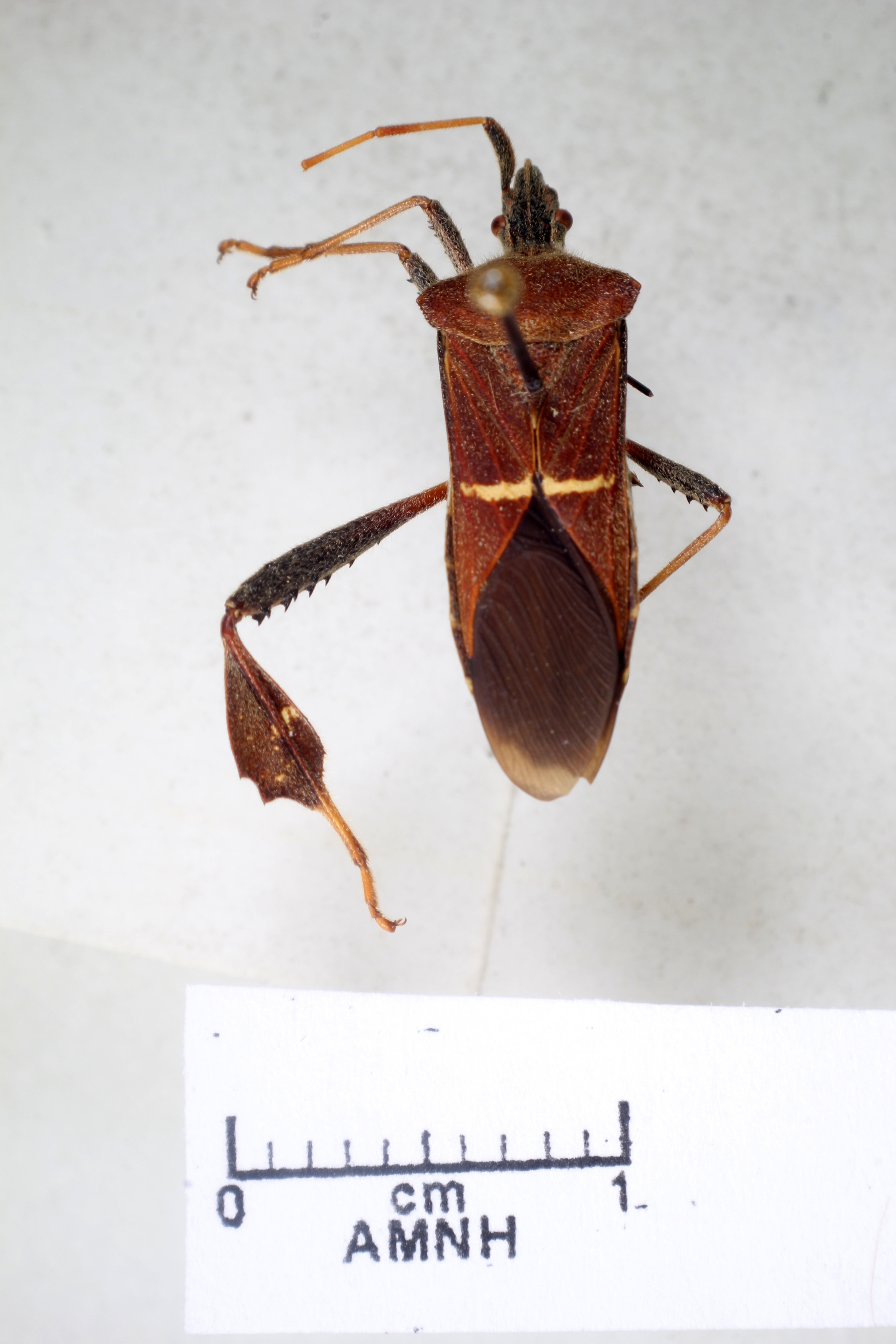 Leptoglossus corculus thumbnail